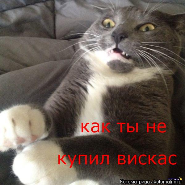 как ты не как ты не купил вискас... Котоматрица: как ты не как ты не купил вискас