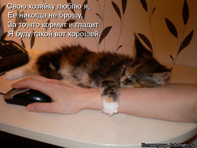 Котоматрица: Свою хозяйку люблю я, Ее никогда не брошу, За то,что кормит и гладит Я буду такой вот хорошей.