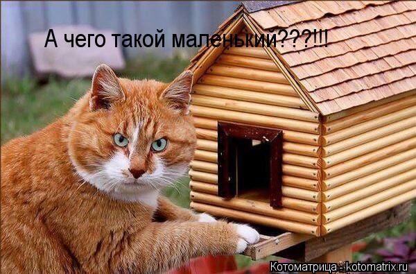 А чего такой маленький???!!!... Котоматрица: А чего такой маленький???!!!