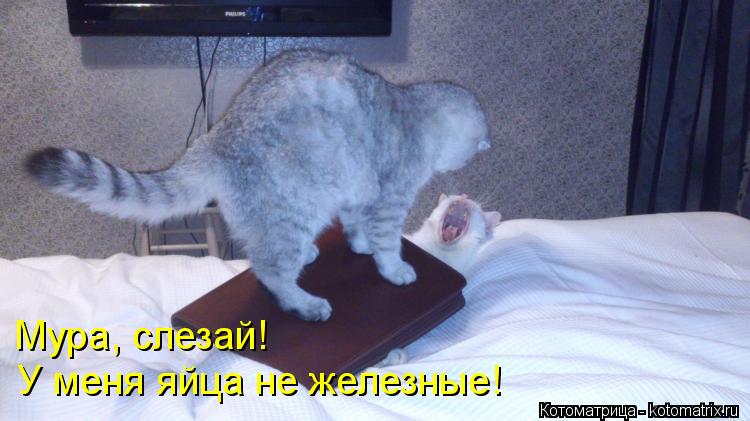 Мура, слезай! У меня яйца не железные!... Котоматрица: Мура, слезай! У меня яйца не железные!
