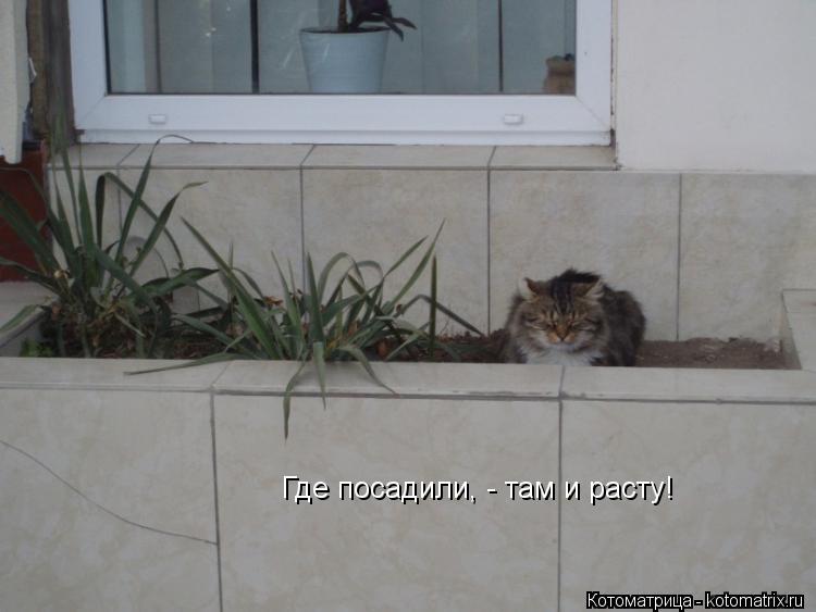 Где посадили, - там и расту!... Котоматрица: Где посадили, - там и расту!
