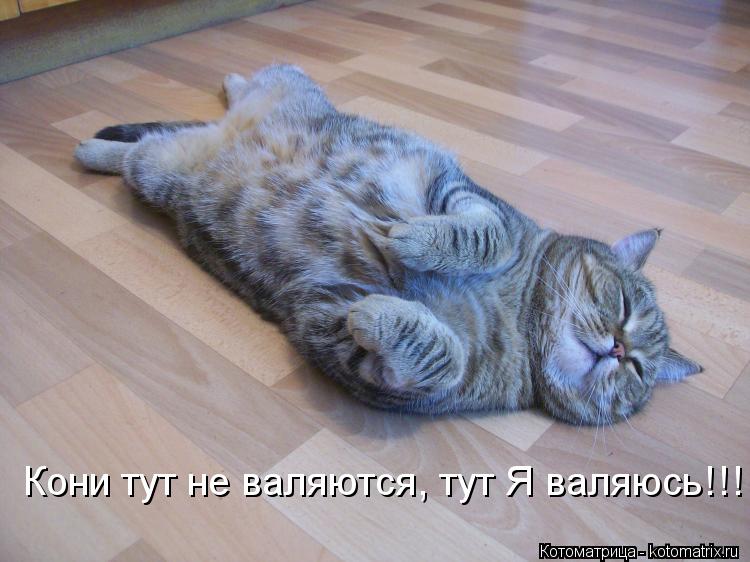 Котоматрица: Кони тут не валяются, тут Я валяюсь!!!