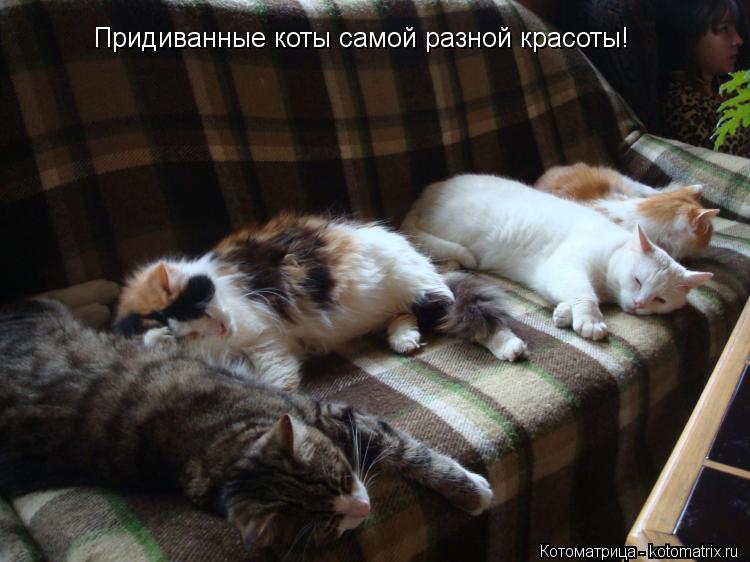 Придиванные коты самой разной красоты!... Котоматрица: Придиванные коты самой разной красоты!