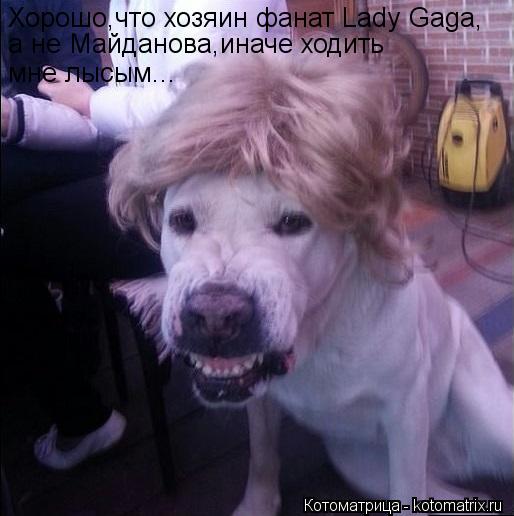 Котоматрица: Хорошо,что хозяин фанат Lady Gaga, а не Майданова,иначе ходить мне лысым...