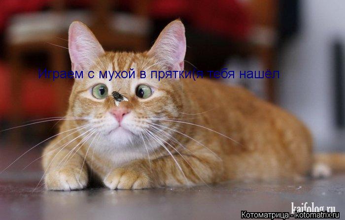 Играем с мухой в прятки(я тебя нашёл... Котоматрица: Играем с мухой в прятки(я тебя нашёл