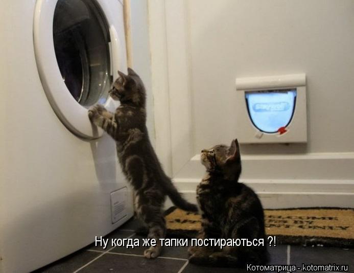 Ну когда же тапки постираються ?!... Котоматрица: Ну когда же тапки постираються ?!