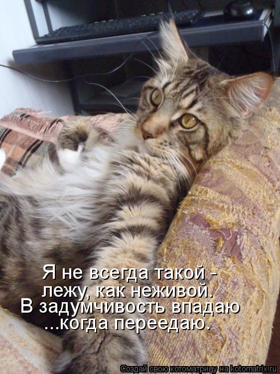 Котоматрица: ...когда переедаю. В задумчивость впадаю Я не всегда такой - лежу, как неживой.