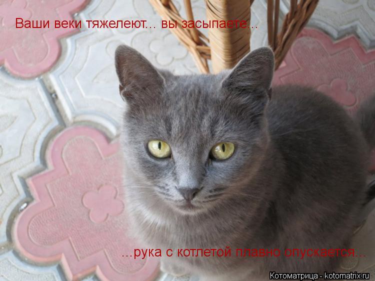Ваши веки тяжелеют... вы засыпаете... ...рука с котлетой плавно опускается...... Котоматрица: Ваши веки тяжелеют... вы засыпаете... ...рука с котлетой плавно опускается...