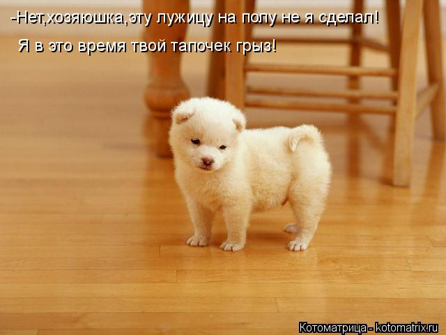 -Нет,хозяюшка,эту лужицу на полу не я сделал! Я в это время твой тапочек грыз!... Котоматрица: -Нет,хозяюшка,эту лужицу на полу не я сделал! Я в это время твой тапочек грыз!