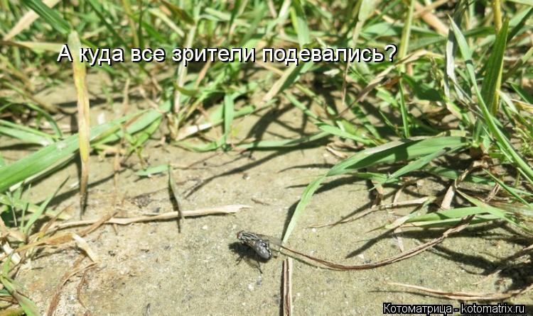 А куда все зрители подевались? А куда все зрители подевались?... Котоматрица: А куда все зрители подевались? А куда все зрители подевались?