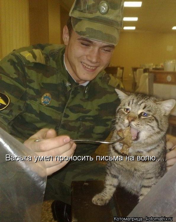Васька умел проносить письма на волю........ Котоматрица: Васька умел проносить письма на волю.....