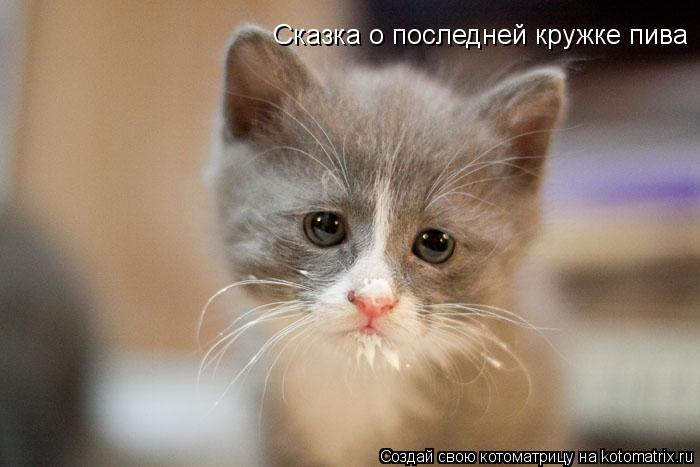 Сказка о последней кружке пива... Котоматрица: Сказка о последней кружке пива