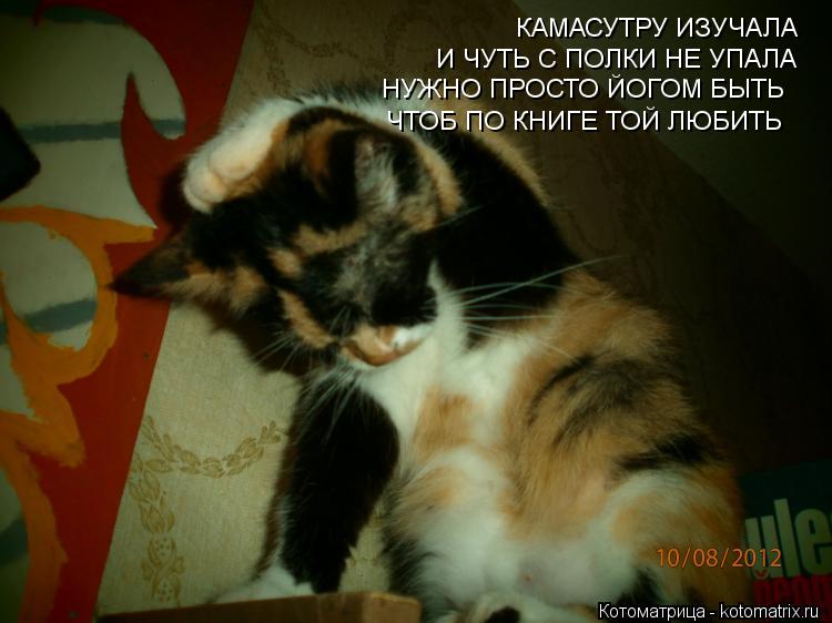 КАМАСУТРУ ИЗУЧАЛА И ЧУТЬ С ПОЛКИ НЕ УПАЛА НУЖНО ПРОСТО ЙОГОМ БЫТЬ ЧТОБ ПО КНИГЕ ТОЙ ЛЮБИТЬ... Котоматрица: КАМАСУТРУ ИЗУЧАЛА И ЧУТЬ С ПОЛКИ НЕ УПАЛА НУЖНО ПРОСТО ЙОГОМ БЫТЬ ЧТОБ ПО КНИГЕ ТОЙ ЛЮБИТЬ