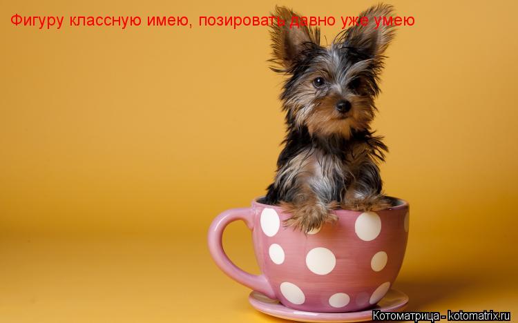 Фигуру классную имею, позировать давно уже умею... Котоматрица: Фигуру классную имею, позировать давно уже умею