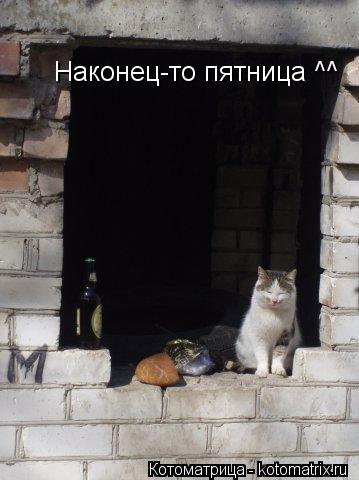 Наконец-то пятница ^^... Котоматрица: Наконец-то пятница ^^