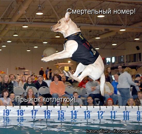 Смертельный номер! Прыжок котлеткой!... Котоматрица: Смертельный номер! Прыжок котлеткой!