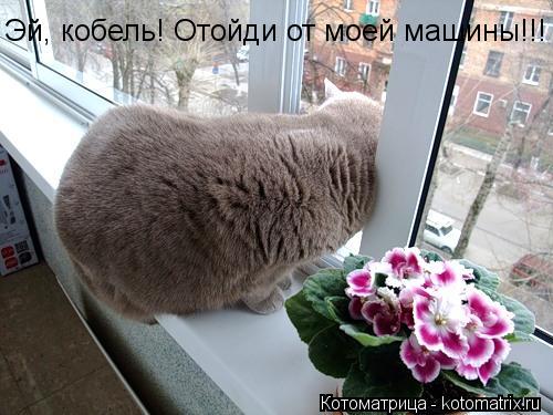 Эй, кобель! Отойди от моей машины!!!... Котоматрица: Эй, кобель! Отойди от моей машины!!!