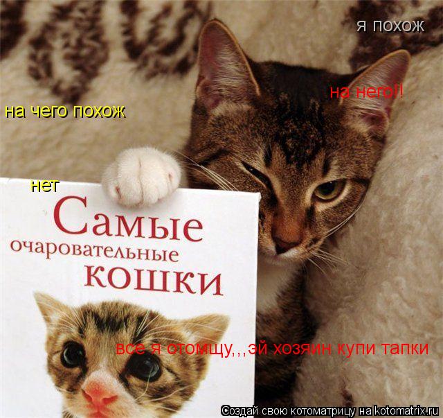 Котоматрица: я похож на чего похож на него!! нет все я отомщу,,,эй хозяин купи тапки