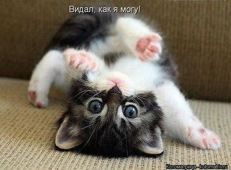 Видал, как я могу!... Котоматрица: Видал, как я могу!
