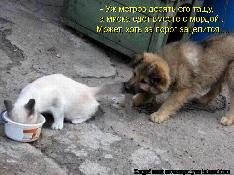 - Уж метров десять его тащу, а миска едет вместе с мордой... Может, хоть за порог зацепится....... Котоматрица: - Уж метров десять его тащу, а миска едет вместе с мордой... Может, хоть за порог зацепится....