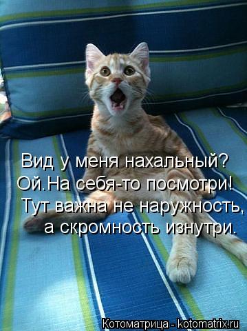 Котоматрица: Вид у меня нахальный? Ой.На себя-то посмотри! Тут важна не наружность, а скромность изнутри.