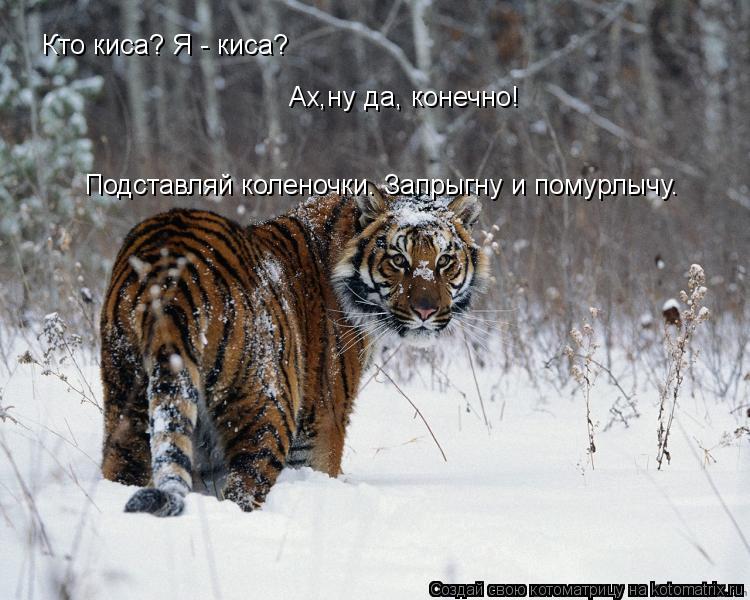 Кто киса? Я - киса? Ах,ну да, конечно! Подставляй коленочки. Запрыгну и помурлычу.... Котоматрица: Кто киса? Я - киса? Ах,ну да, конечно! Подставляй коленочки. Запрыгну и помурлычу.