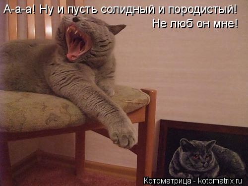 А-а-а! Ну и пусть солидный и породистый! Не люб он мне!... Котоматрица: А-а-а! Ну и пусть солидный и породистый! Не люб он мне!