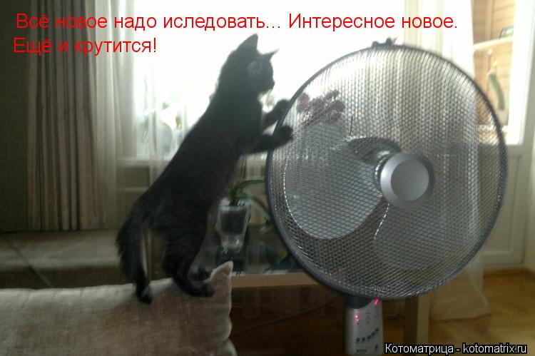 Всё новое надо иследовать... Интересное новое. Ещё и крутится!... Котоматрица: Всё новое надо иследовать... Интересное новое. Ещё и крутится!