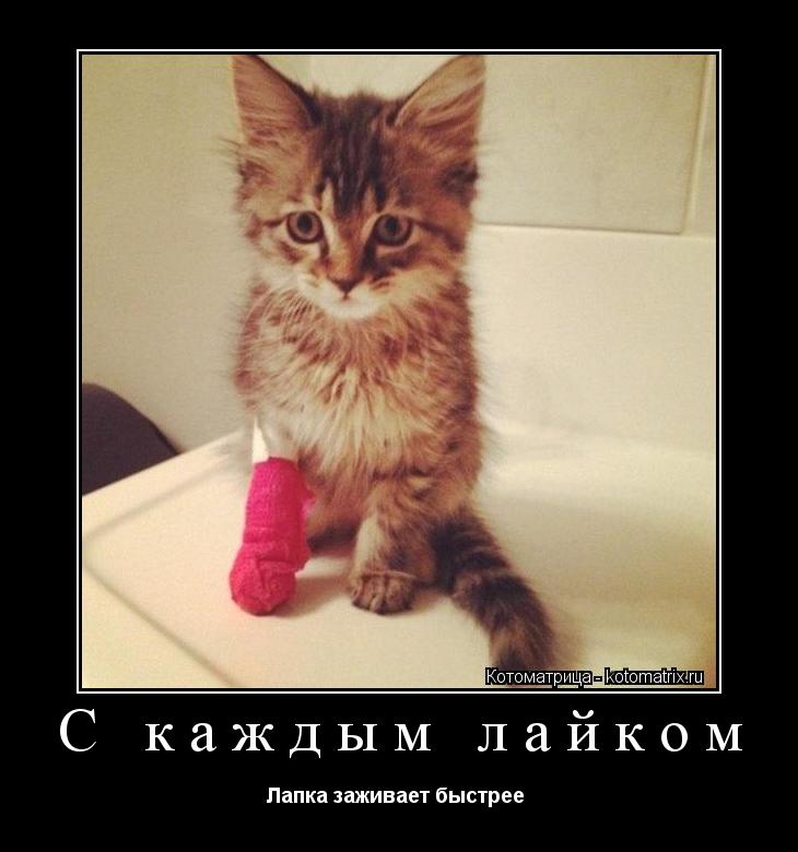 С каждым лайком Лапка заживает быстрее ... Котоматрица: С каждым лайком Лапка заживает быстрее