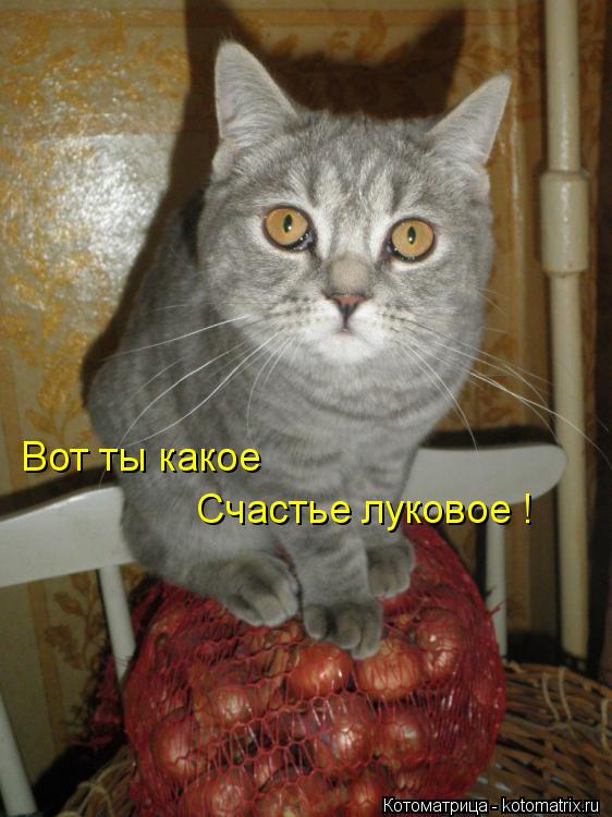 Котоматрица: Вот ты какое  Счастье луковое !