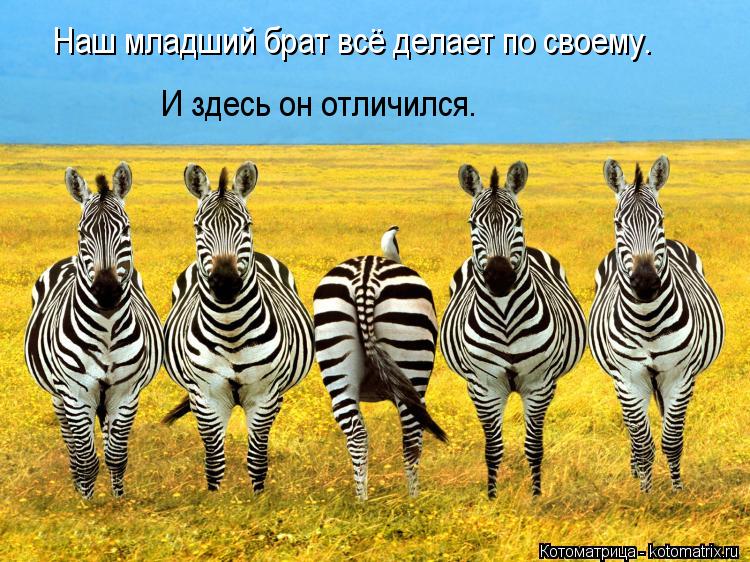 Наш младший брат всё делает по своему. И здесь он отличился.... Котоматрица: Наш младший брат всё делает по своему. И здесь он отличился.