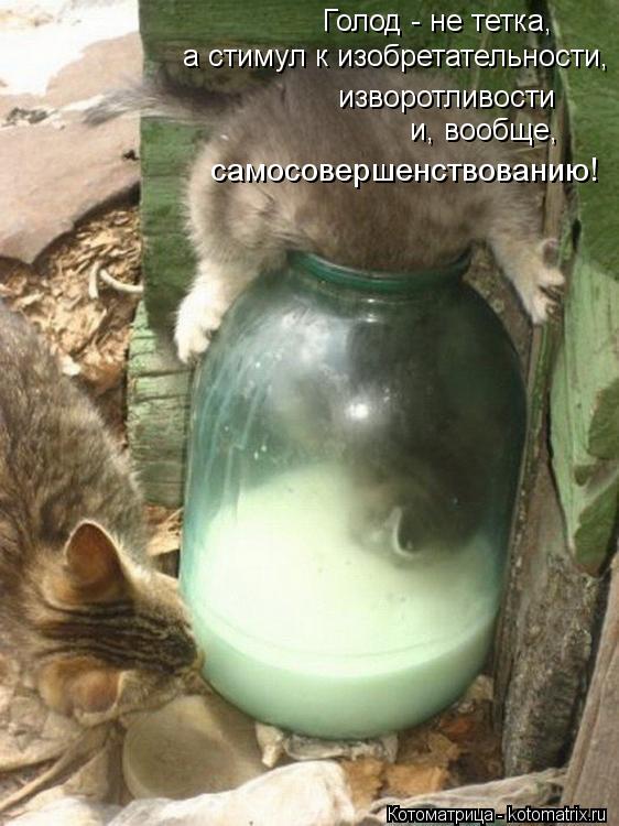 Голод - не тетка, а стимул к изобретательности, изворотливости и, вообще, самосовершенствованию!... Котоматрица: Голод - не тетка, а стимул к изобретательности, изворотливости и, вообще, самосовершенствованию!