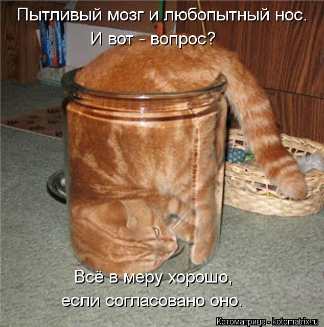 Котоматрица: Пытливый мозг и любопытный нос. И вот - вопрос? Всё в меру хорошо,  если согласовано оно.