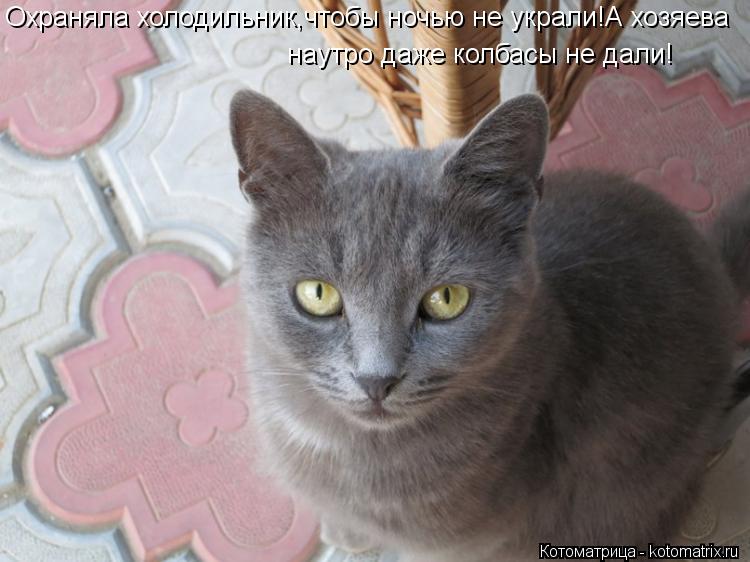 Котоматрица: наутро даже колбасы не дали! Охраняла холодильник,чтобы ночью не украли!А хозяева