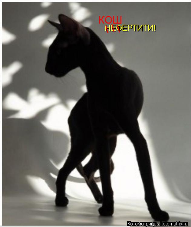 НЕФЕРТИТИ! \ \ \ КОШ... Котоматрица: НЕФЕРТИТИ! \ \ \ КОШ