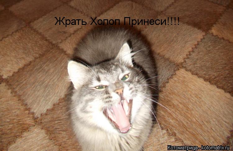 Жрать Холоп Принеси!!!!... Котоматрица: Жрать Холоп Принеси!!!!