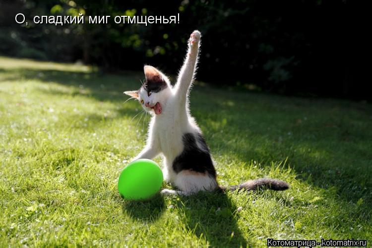 Котоматрица: О, сладкий миг отмщенья!