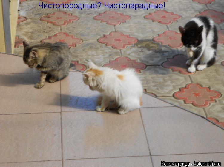 Чистопородные? Чистопарадные!... Котоматрица: Чистопородные? Чистопарадные!