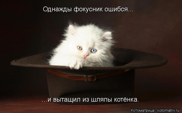 Однажды фокусник ошибся... ...и вытащил из шляпы котёнка.... Котоматрица: Однажды фокусник ошибся... ...и вытащил из шляпы котёнка.
