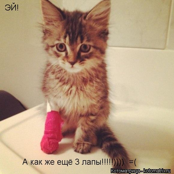 ЭЙ! ЭЙ! А как же ещё 3 лапы!!!!!)))) =(... Котоматрица: ЭЙ! ЭЙ! А как же ещё 3 лапы!!!!!)))) =(