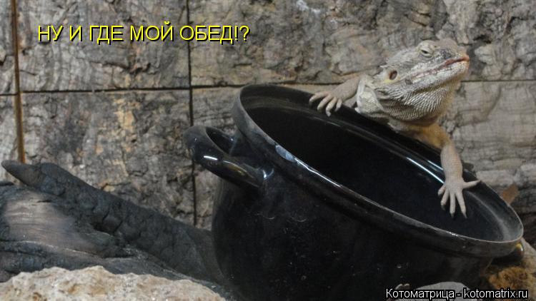 НУ И ГДЕ МОЙ ОБЕД!?... Котоматрица: НУ И ГДЕ МОЙ ОБЕД!?