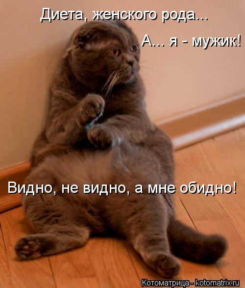 Котоматрица: Диета, женского рода... А... я - мужик! Видно, не видно, а мне обидно!