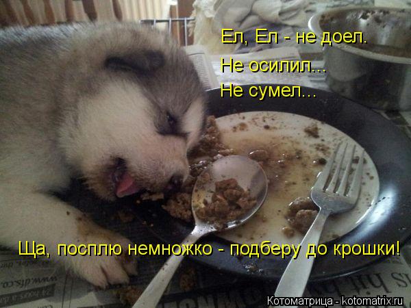 Котоматрица: Ел, Ел - не доел. Не сумел... Ща, посплю немножко - подберу до крошки! Не осилил...