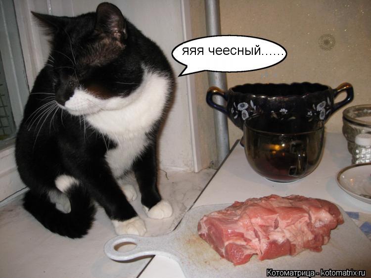 Котоматрица: яяя чеесный......