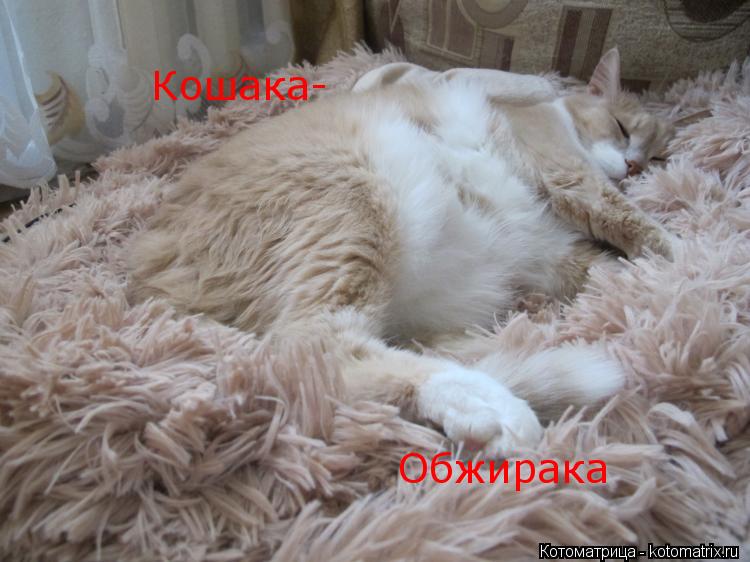 Кошака- Обжирака... Котоматрица: Кошака- Обжирака