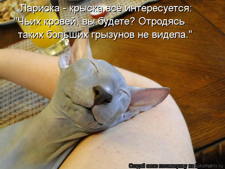 Котоматрица: Лариска - крыска,всё интересуется:  "Чьих кровей, вы будете? Отродясь таких больших грызунов не видела."