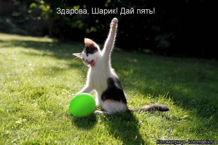 Здарова, Шарик! Дай пять!... Котоматрица: Здарова, Шарик! Дай пять!