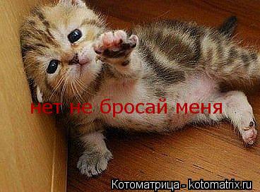 нет не бросай меня... Котоматрица: нет не бросай меня