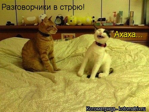 Ахаха... Разговорчики в строю!... Котоматрица: Ахаха... Разговорчики в строю!