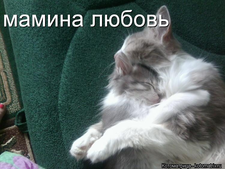 мамина любовь... Котоматрица: мамина любовь